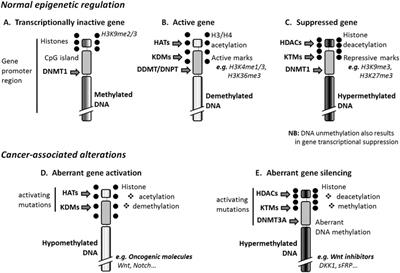 Role of epigenetic in cancer biology, in hematologic malignancies and in anticancer therapy